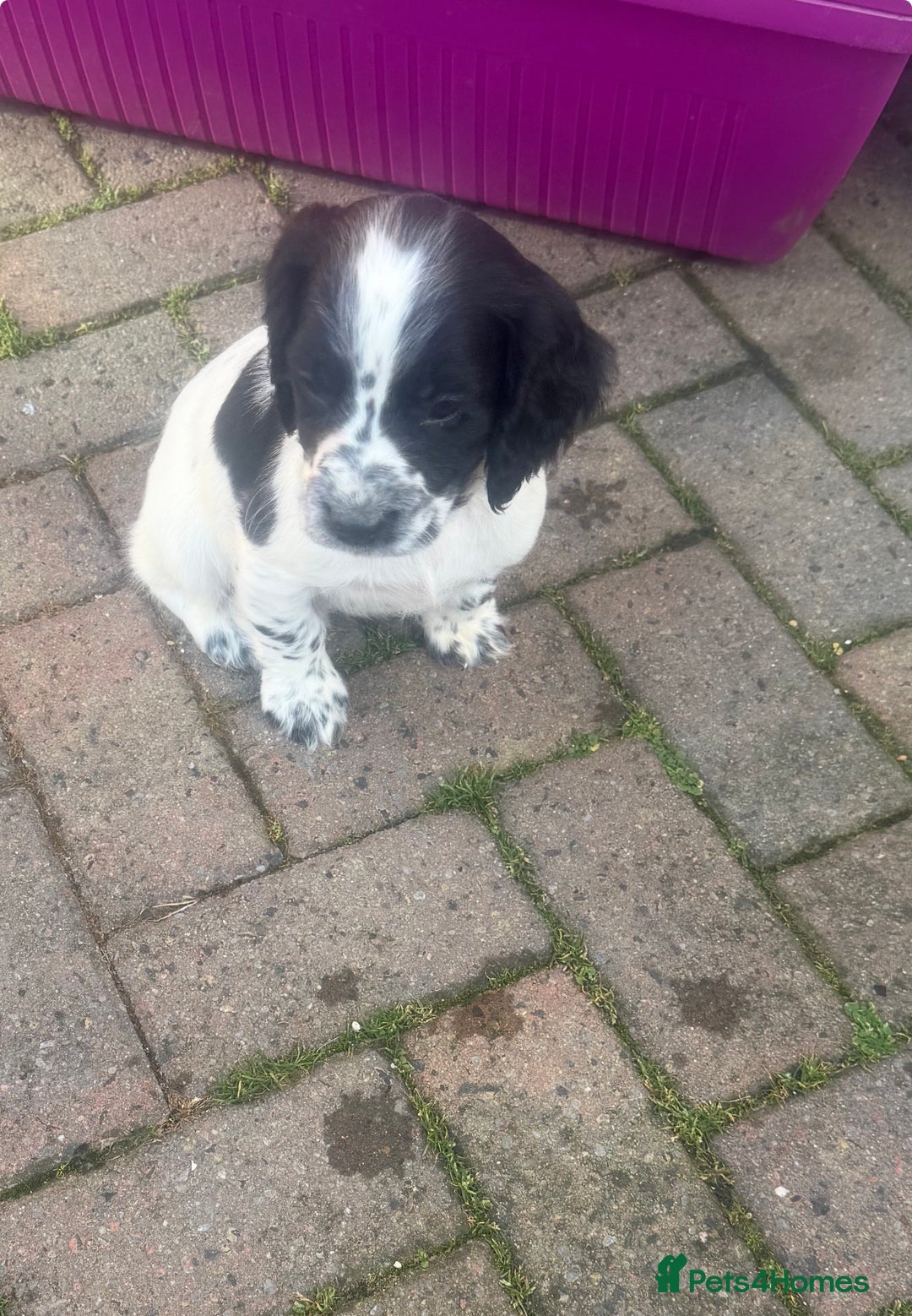 Cocker Spaniel dogs for sale: Cocker Spaniel puppies  - Image 2