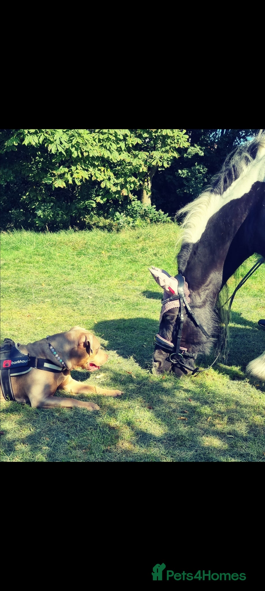 Irish Cob horses for sale: Beautiful Lexi in Gravesend - Advert 7