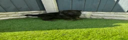 German Shepherd dogs for sale: KC Czech working line German shepherd puppies  - Advert 28
