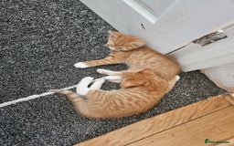 Domestic Shorthair cats for sale: 2 cute kittens - Image 1