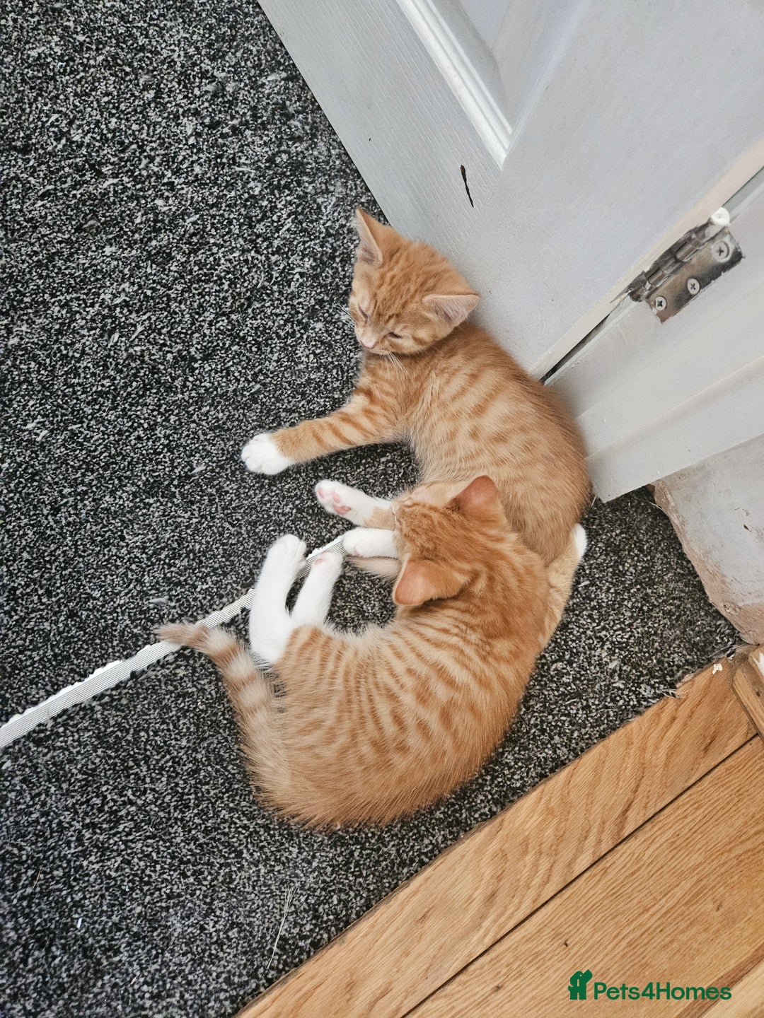 Domestic Shorthair cats for sale: 2 cute kittens - Image 1