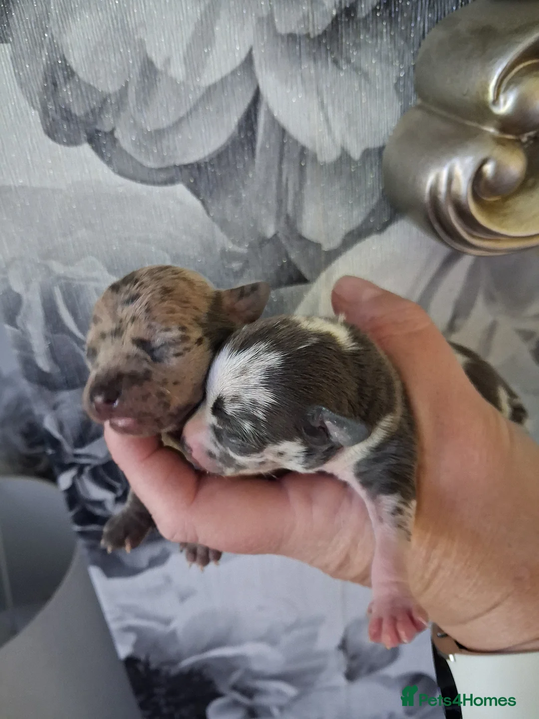 Chihuahua dogs for sale: 2 beautiful chihuahua merle girls - Advert 1