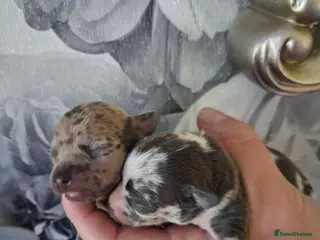 Chihuahua dogs 2 beautiful chihuahua merle girls - Advert 8