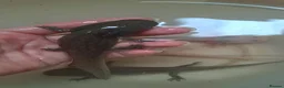 Axolotl reptiles for sale: Baby axolotls - Advert 15