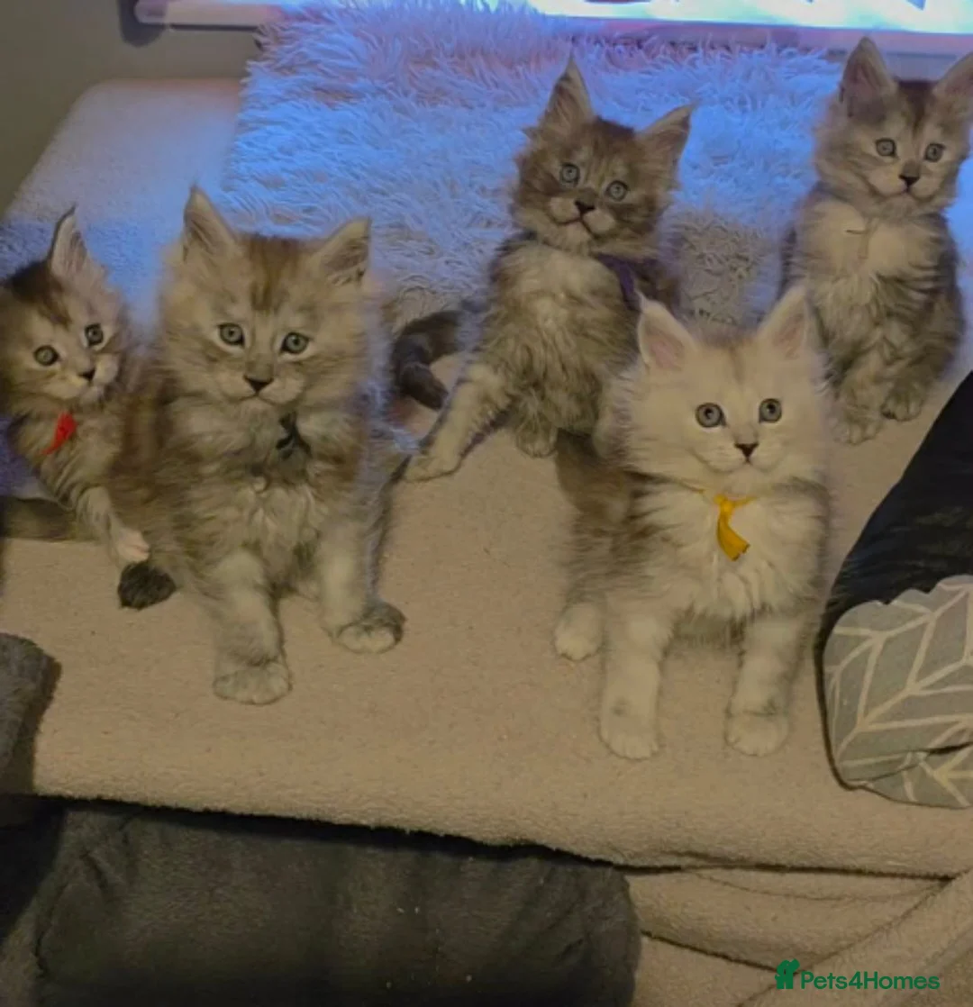 Maine Coon cats for sale: 5 TICA Registered Maine Coon Kittens For Sale - Advert 1