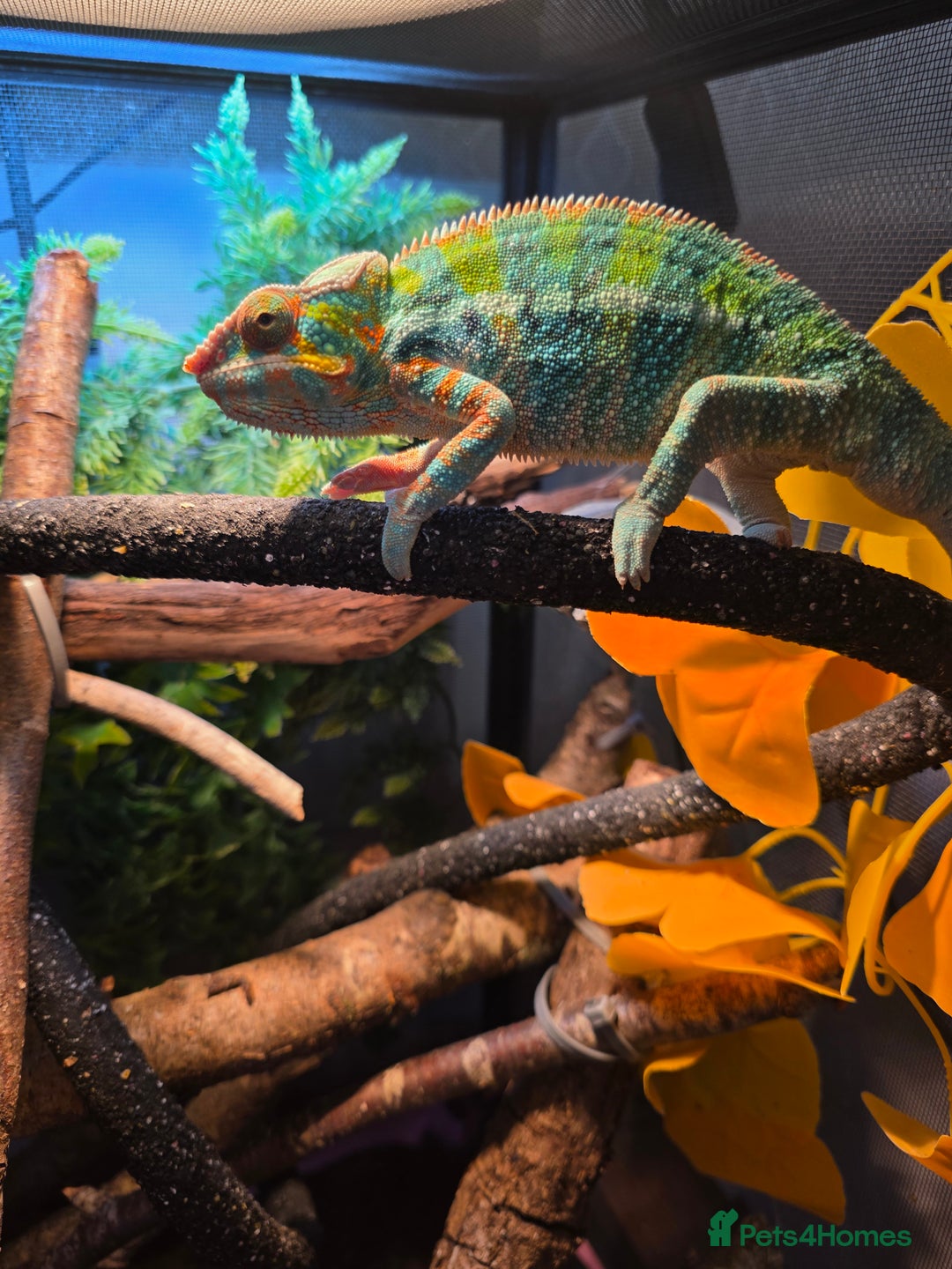 Chameleon reptiles for sale: Nosy B Chameleon  - Advert 18
