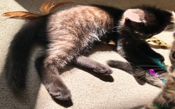 Mixed Breed cats for sale: Amiable bengal&tabby mix kittens: price reduced - Image 3