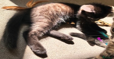 Mixed Breed cats - Advert 12