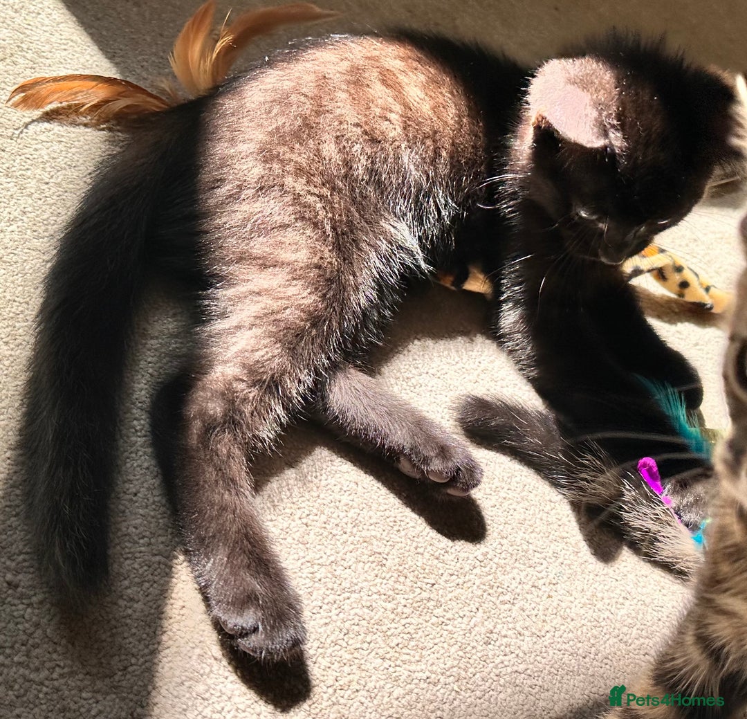 Mixed Breed cats for sale: Amiable bengal&tabby mix kittens: price reduced - Image 3