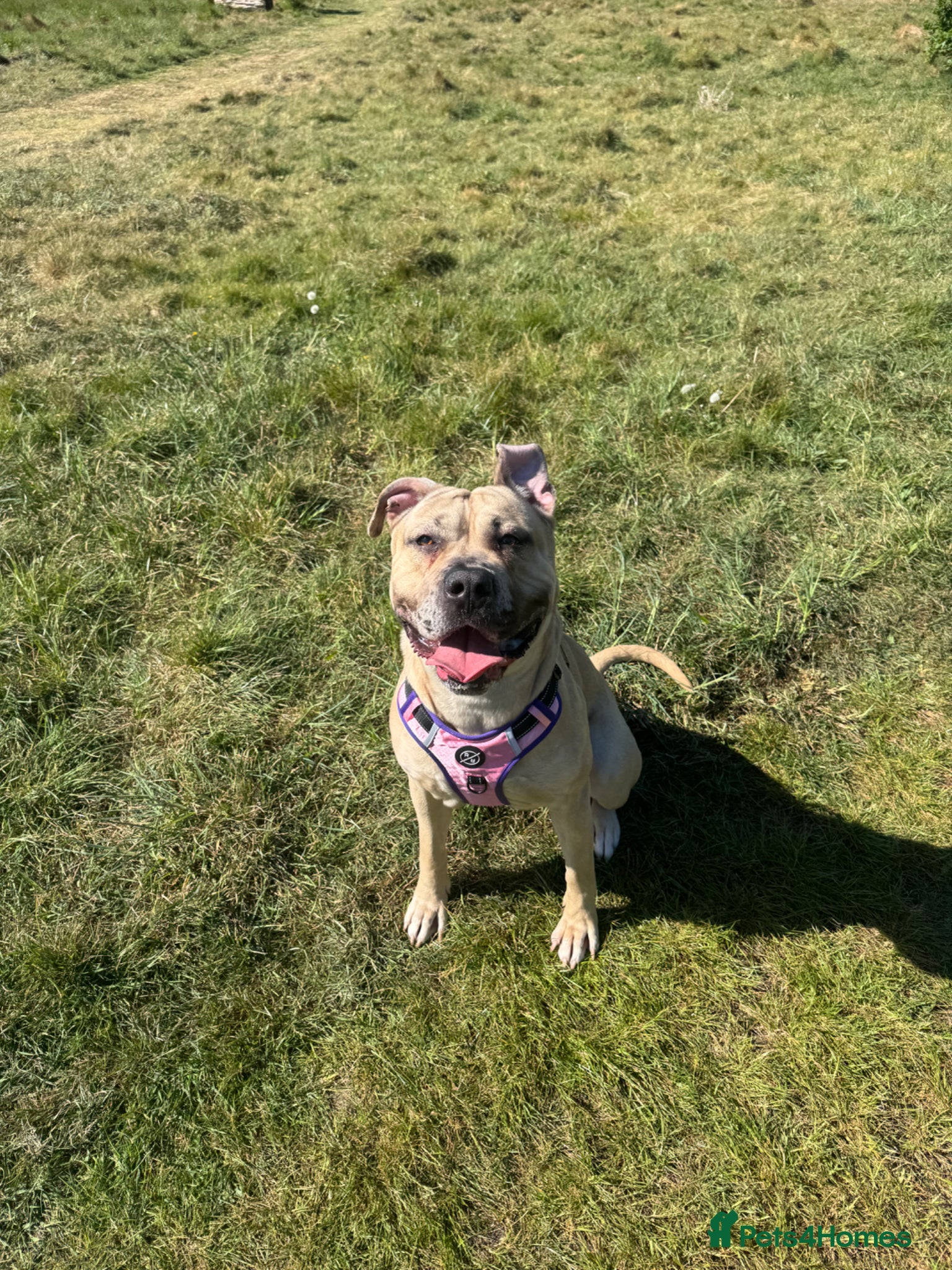 Mixed Breed dogs Female Mix Breed Mastiff  - Advert 1