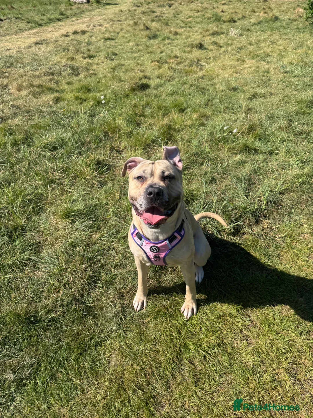 Mixed Breed dogs for sale: Female Mix Breed Mastiff  - Advert 1