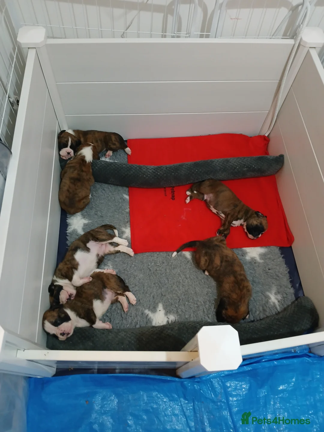 Boxer dogs for sale: champion sired boxer pups  - Advert 2