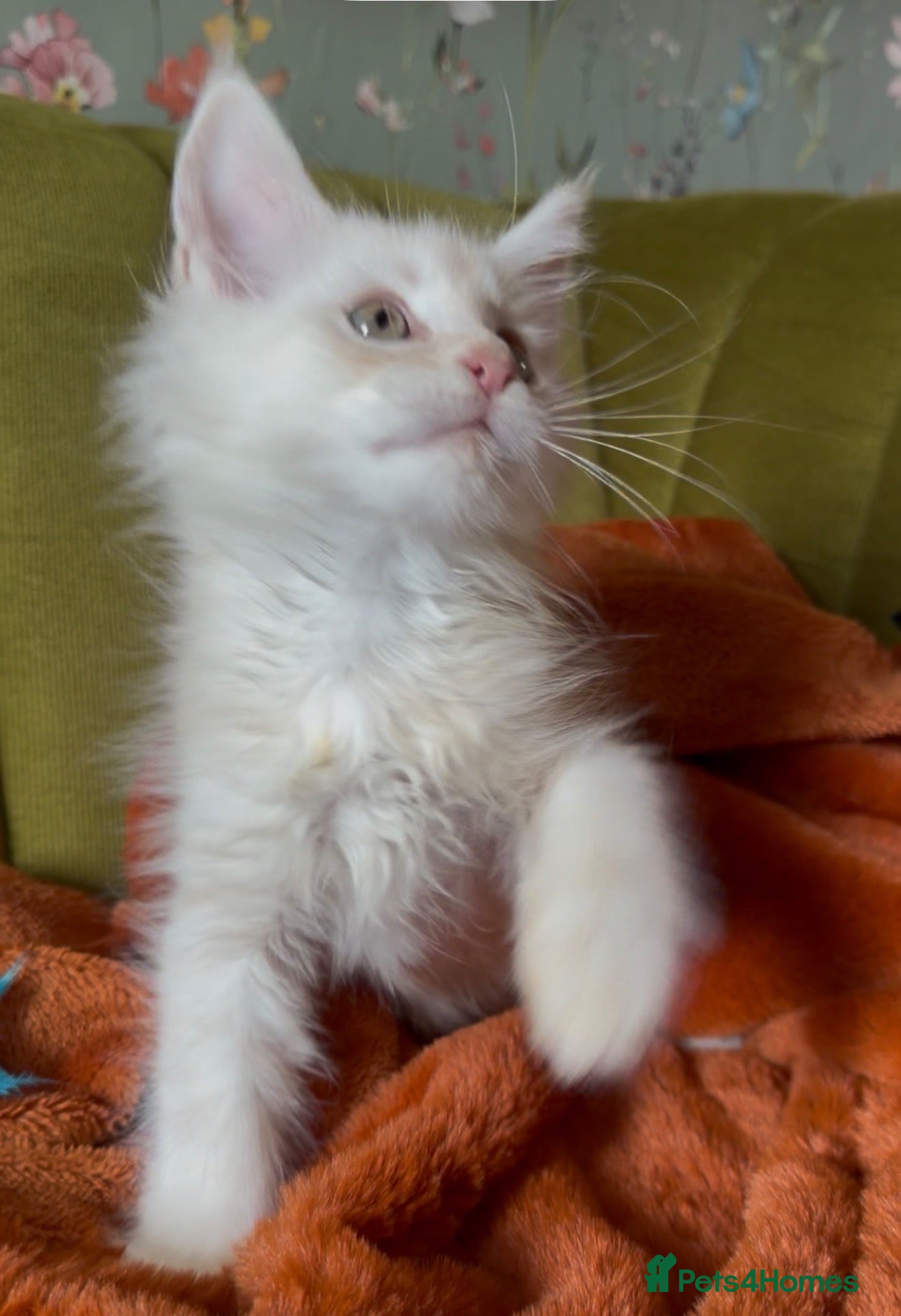 Maine Coon cats Maine coon kittens READY NOW - Advert 16