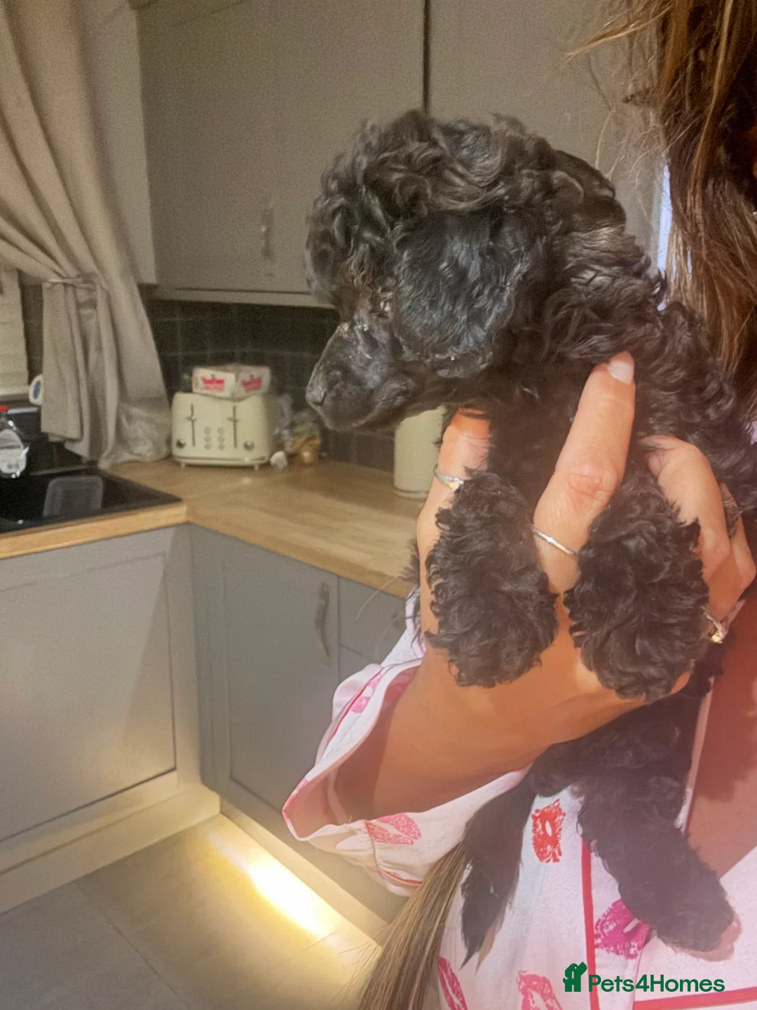 Miniature Poodle dogs for sale: Stunning Kc Poodle Girl 3 Month - Advert 5