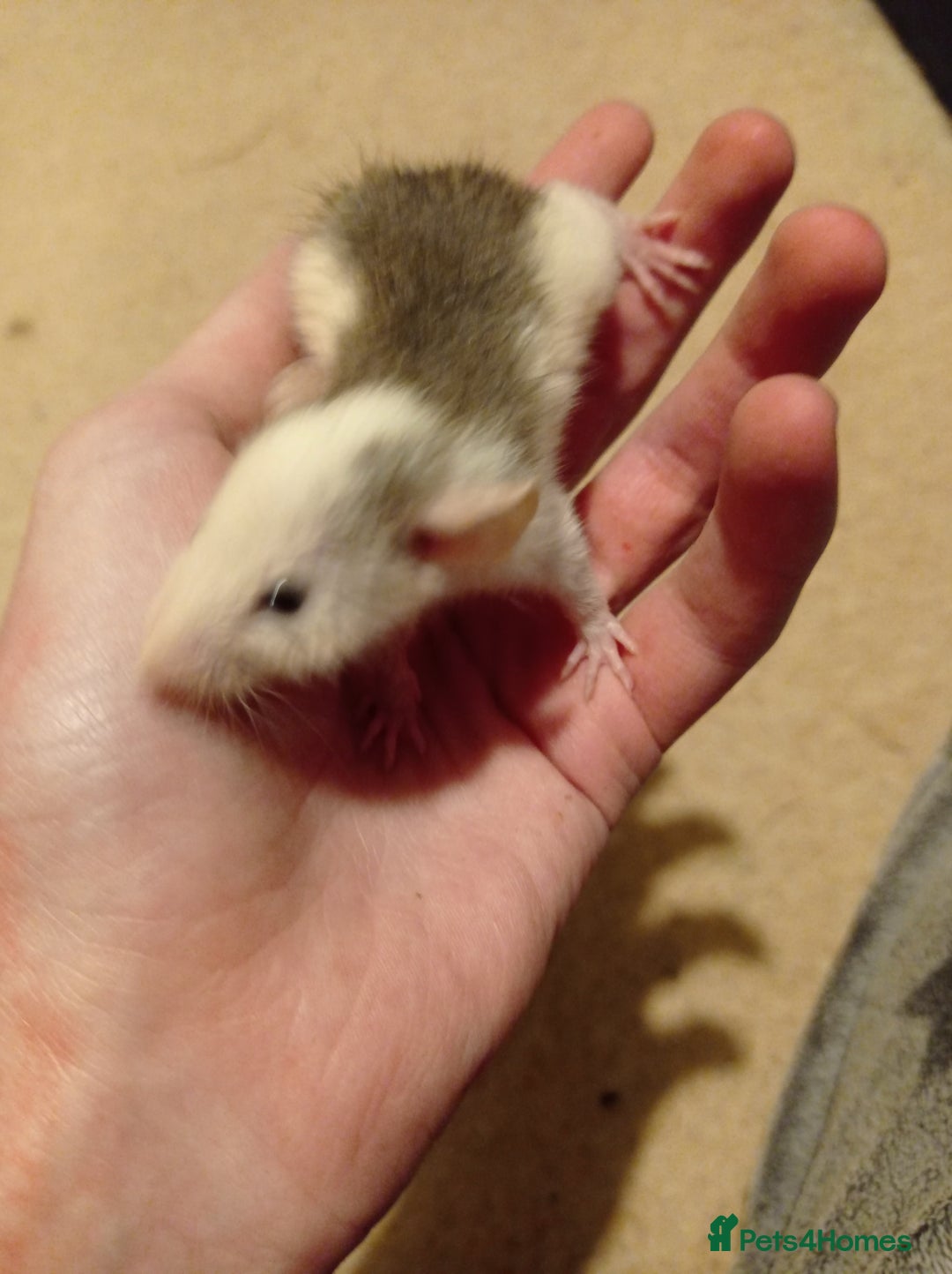 Rat rodents for sale: Lovely tame rats for sale red eyed, normal, albino - Advert 13
