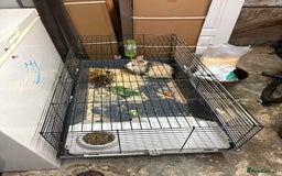 English rabbits for sale: Female bunny - Image 1