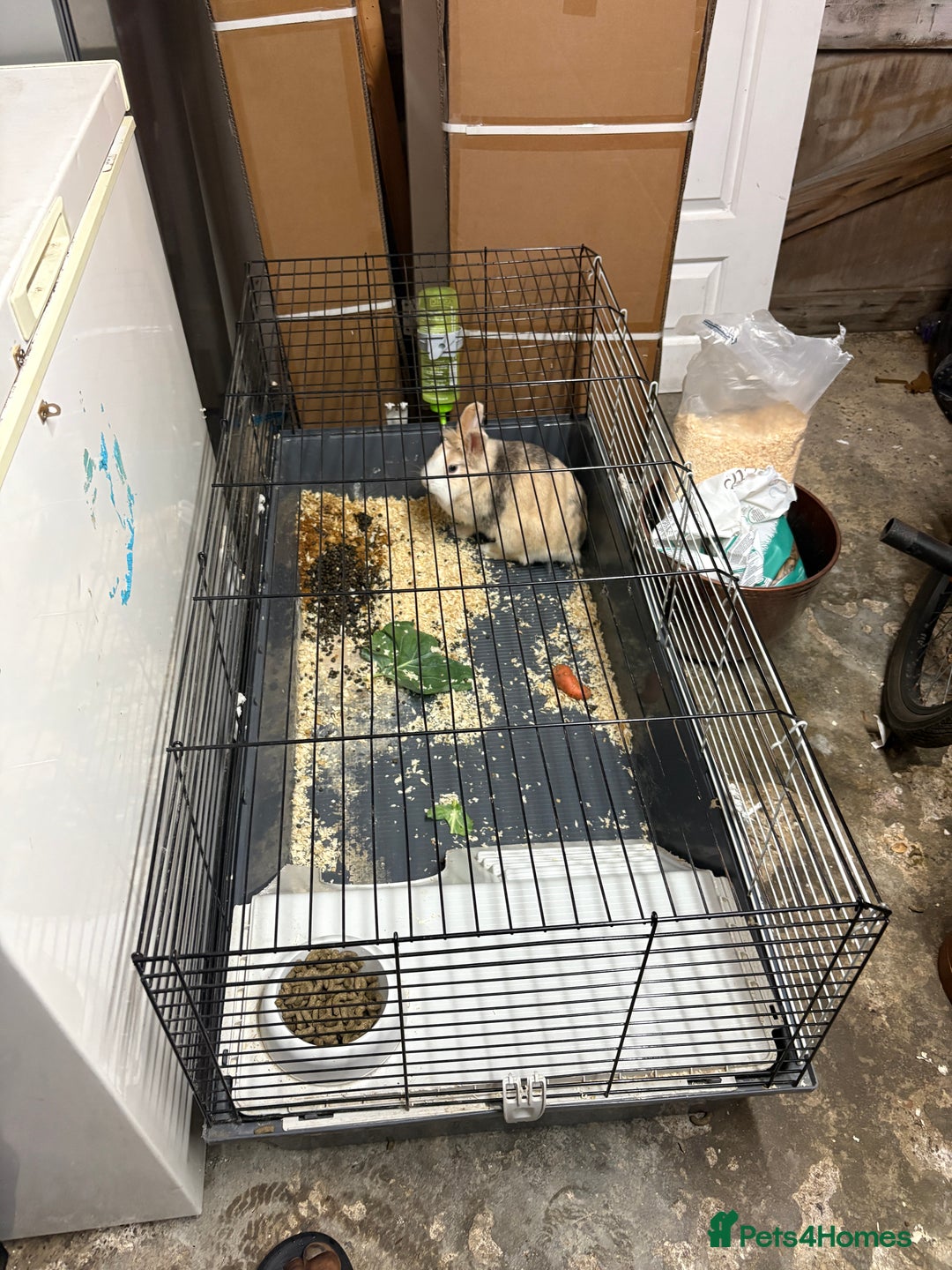 English rabbits for sale: Female bunny - Image 1