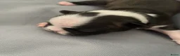 Boston Terrier dogs for sale: Five gorgeous puppies, looking for a forever home - Advert 26