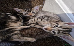 Mixed Breed cats for sale: 6 friendly tabby kittens - Image 10