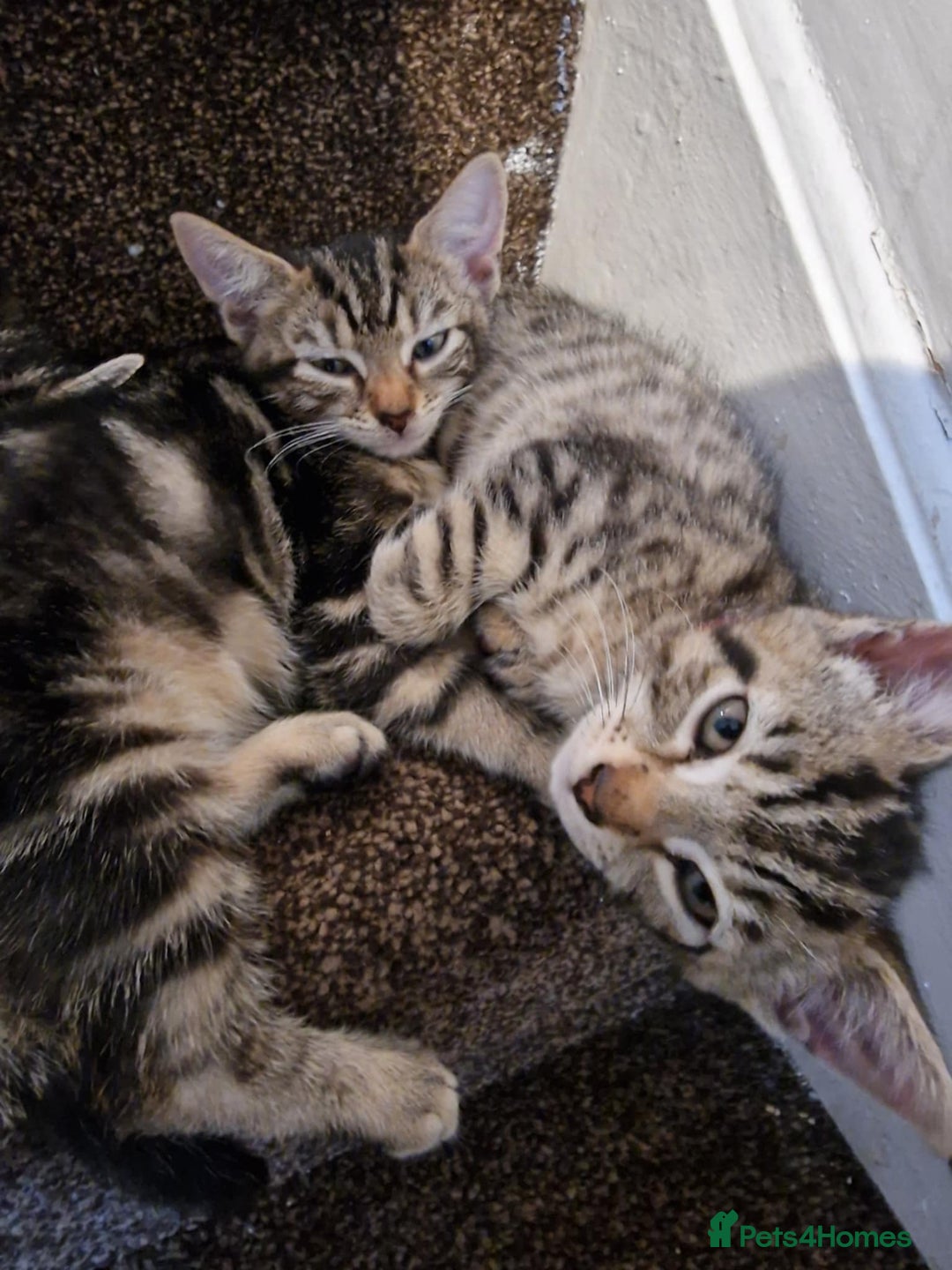 Mixed Breed cats for sale: 6 friendly tabby kittens - Image 10