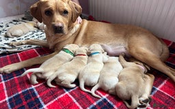 Labrador Retriever dogs for sale: 8 Beautiful Golden Labrador Puppies  - Advert 25