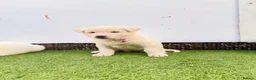 Akita dogs for sale: Akita puppy’s for sale in Birmingham - Advert 20