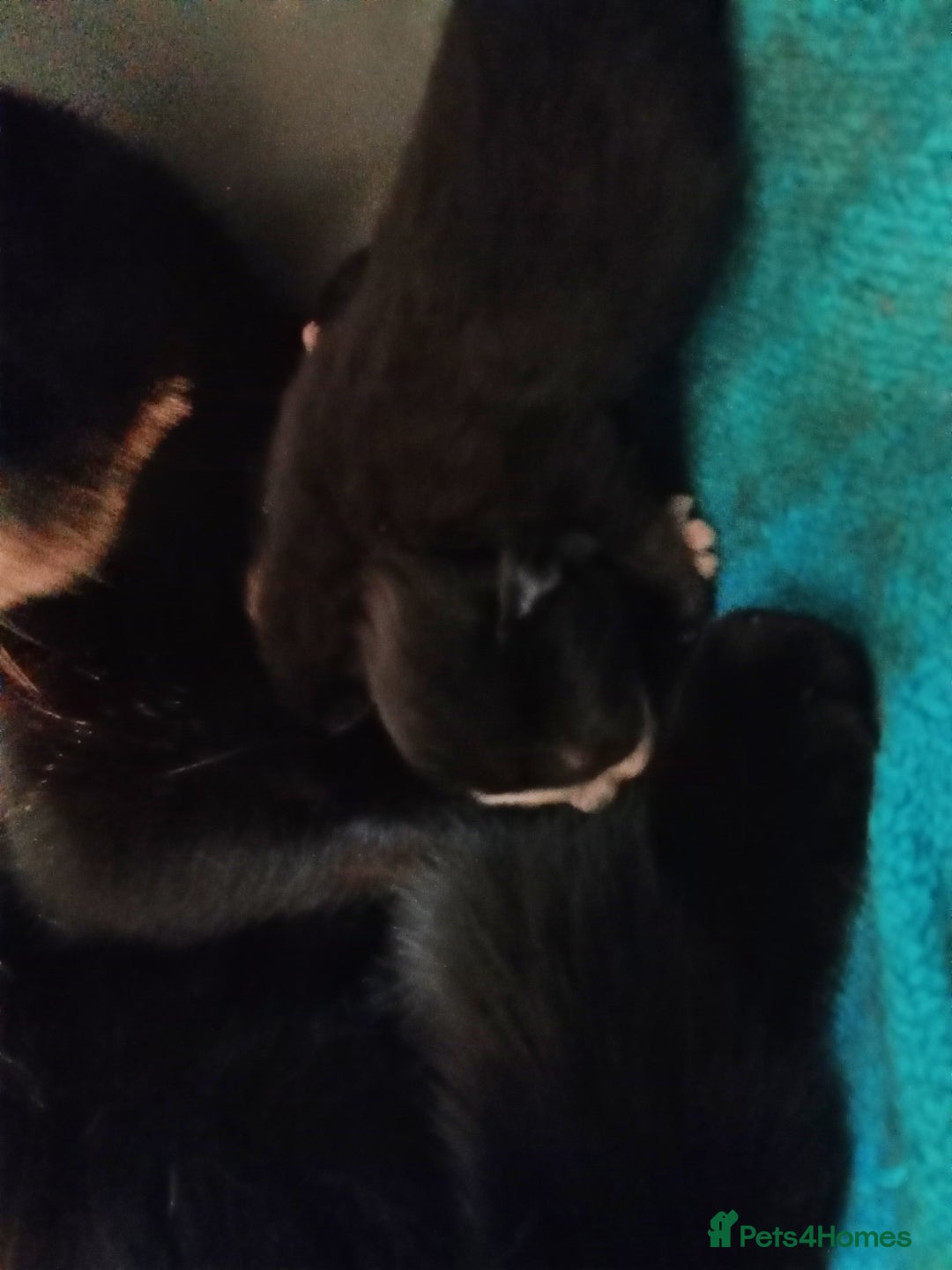 British Shorthair cats for sale: Lovely natured girl kitten  - Image 2