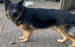 German Shepherd dogs for sale: Long haired German Shepherd puppies - Image 12