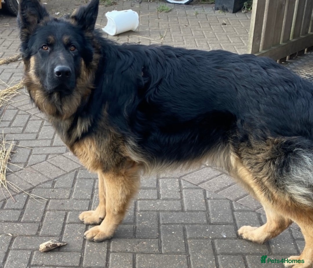 German Shepherd dogs for sale: Long haired German Shepherd puppies - Image 12