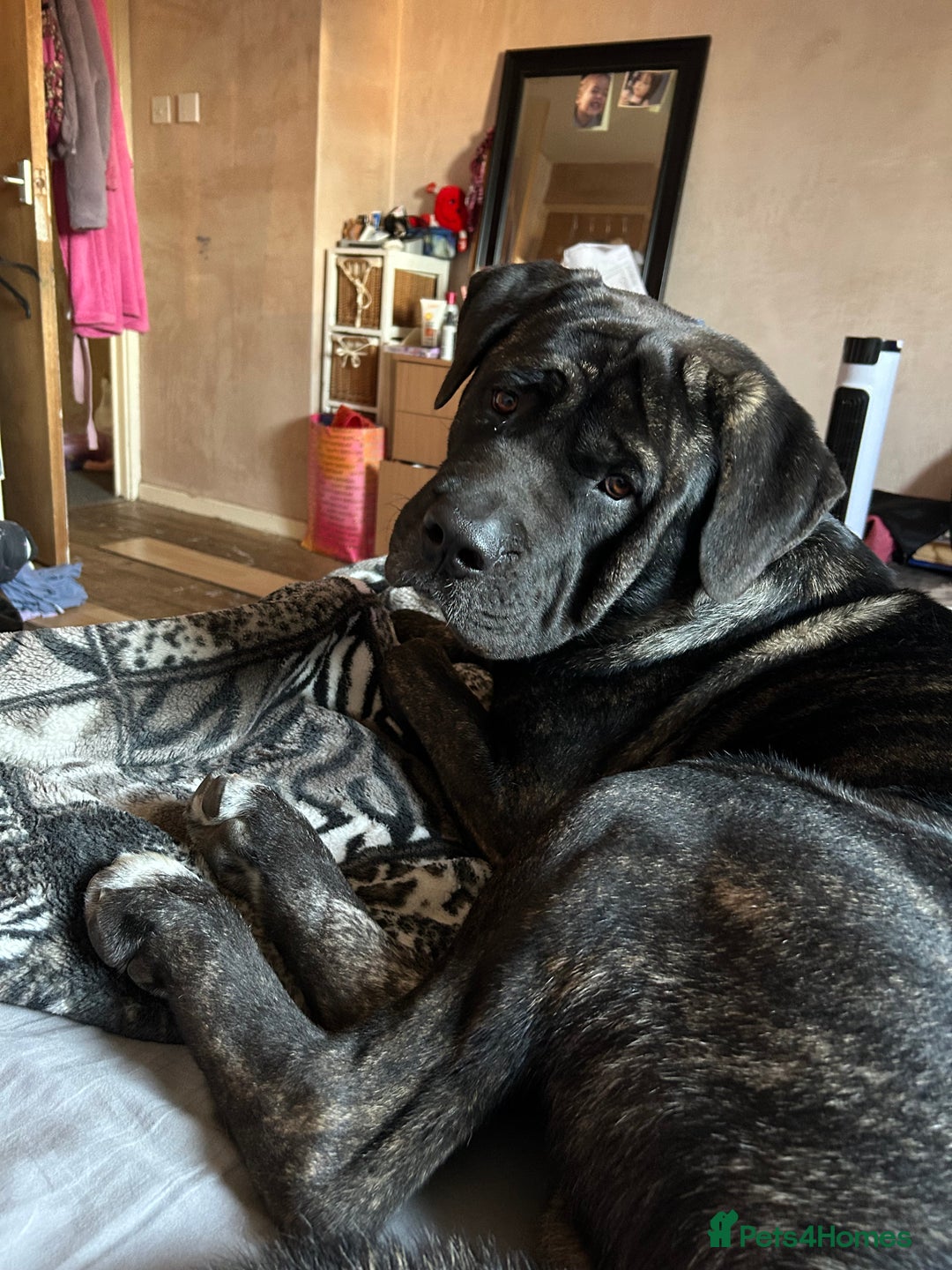 Mixed Breed dogs for sale: Shadow  - Image 2