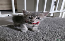 Mixed Breed cats for sale: Gorgeous 2 Girls and 3 boys For sale - Image 1