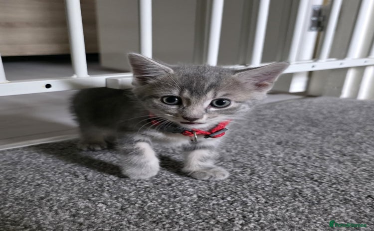 Mixed Breed cats - Advert 15