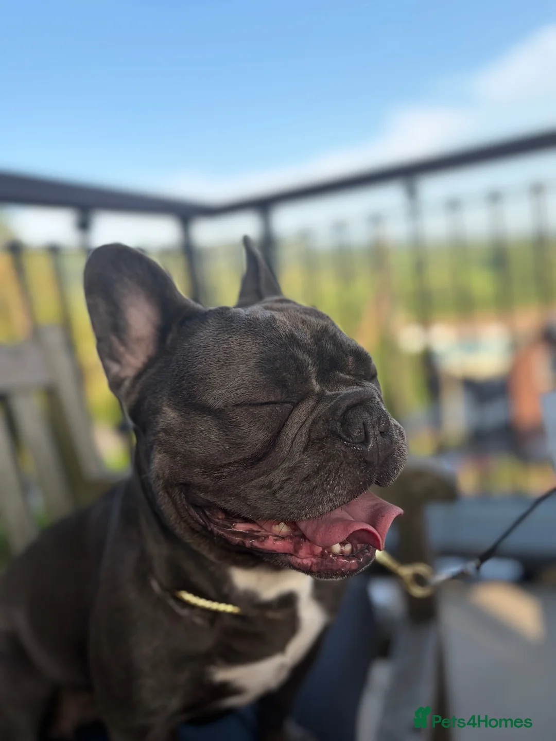 French Bulldog dogs for sale: ADULT FRENCH BULLDOG SEEKING HER FOREVER RETIREMEN - Advert 2
