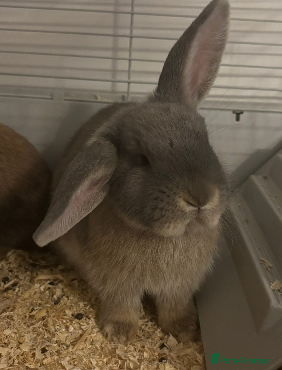 Mini Lop rabbits for sale: Gorgeous bonded pair rabbits  - Advert 2