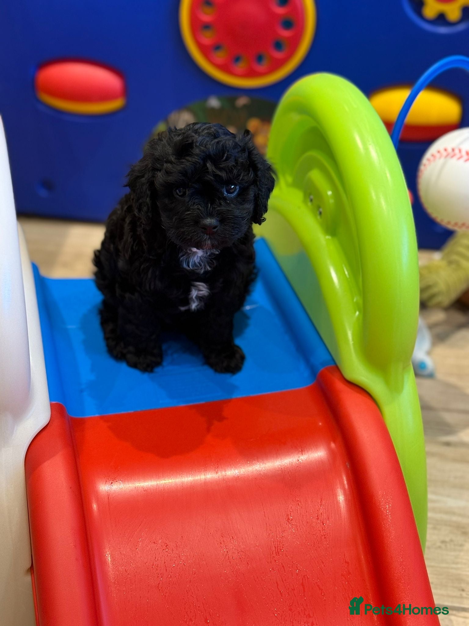 Cavapoo dogs F1 3 Girls 1 boy fully insured - Advert 2