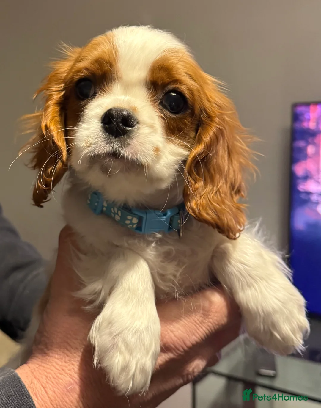 Cavalier King Charles Spaniel dogs for sale: ADORABLE HEALTH CLEAR CAVALIER KING CHARLES  - Advert 9