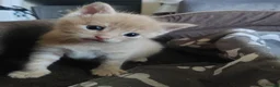 Mixed Breed cats for sale: Adorable kittens are looking for lovely home  - Advert 31