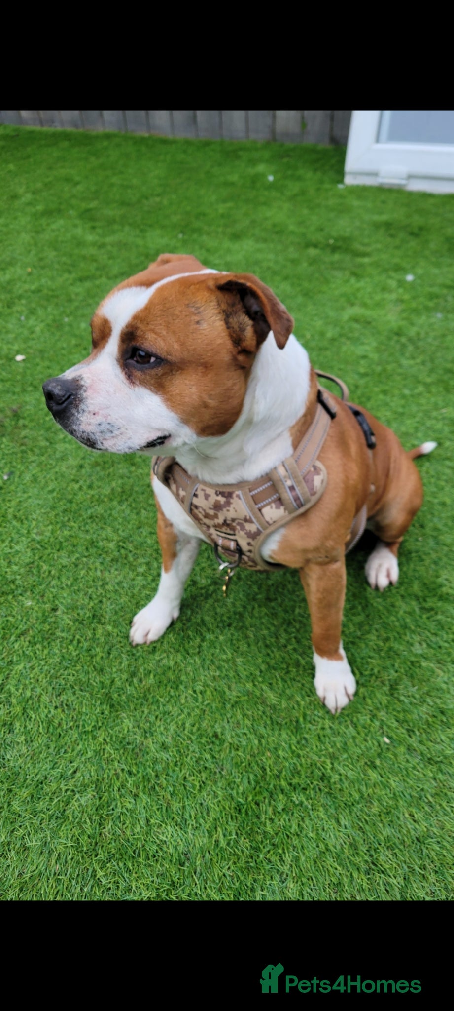 Staffordshire Bull Terrier dogs for sale: Kc Staffordshire bull terrier pups in Hebburn - Advert 5