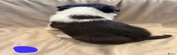 Border Collie dogs for sale: ISDS Border Collie Puppies 🐶 - Advert 18
