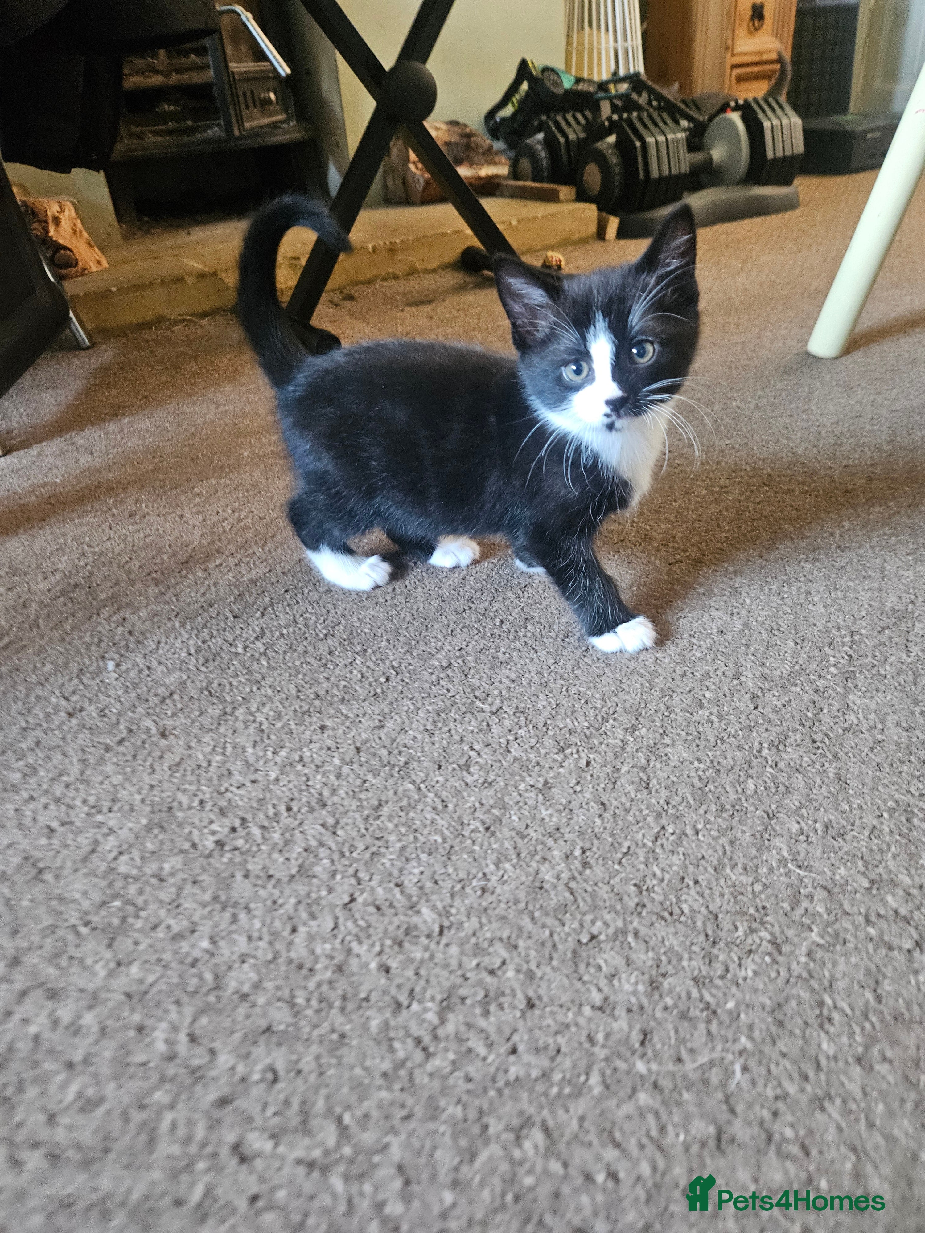 Mixed Breed cats Long haired Persian cross - Advert 1