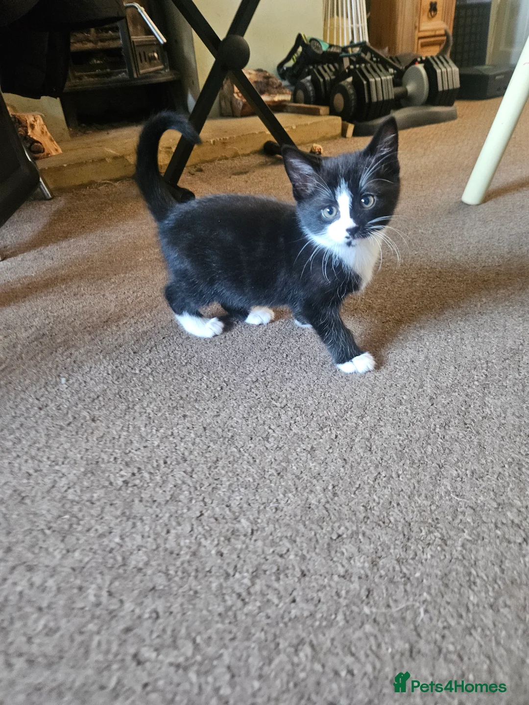 Mixed Breed cats for sale: Long haired Persian cross - Advert 1