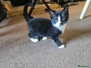 Mixed Breed cats Long haired Persian cross - Advert 1