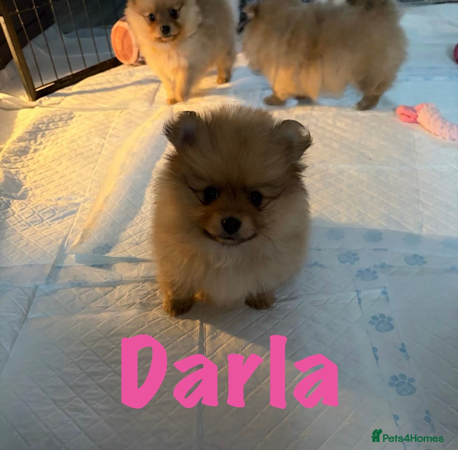 Pomeranian dogs for sale: Pomeranian Puppies Available To Reserve Now in Manchester - Advert 4