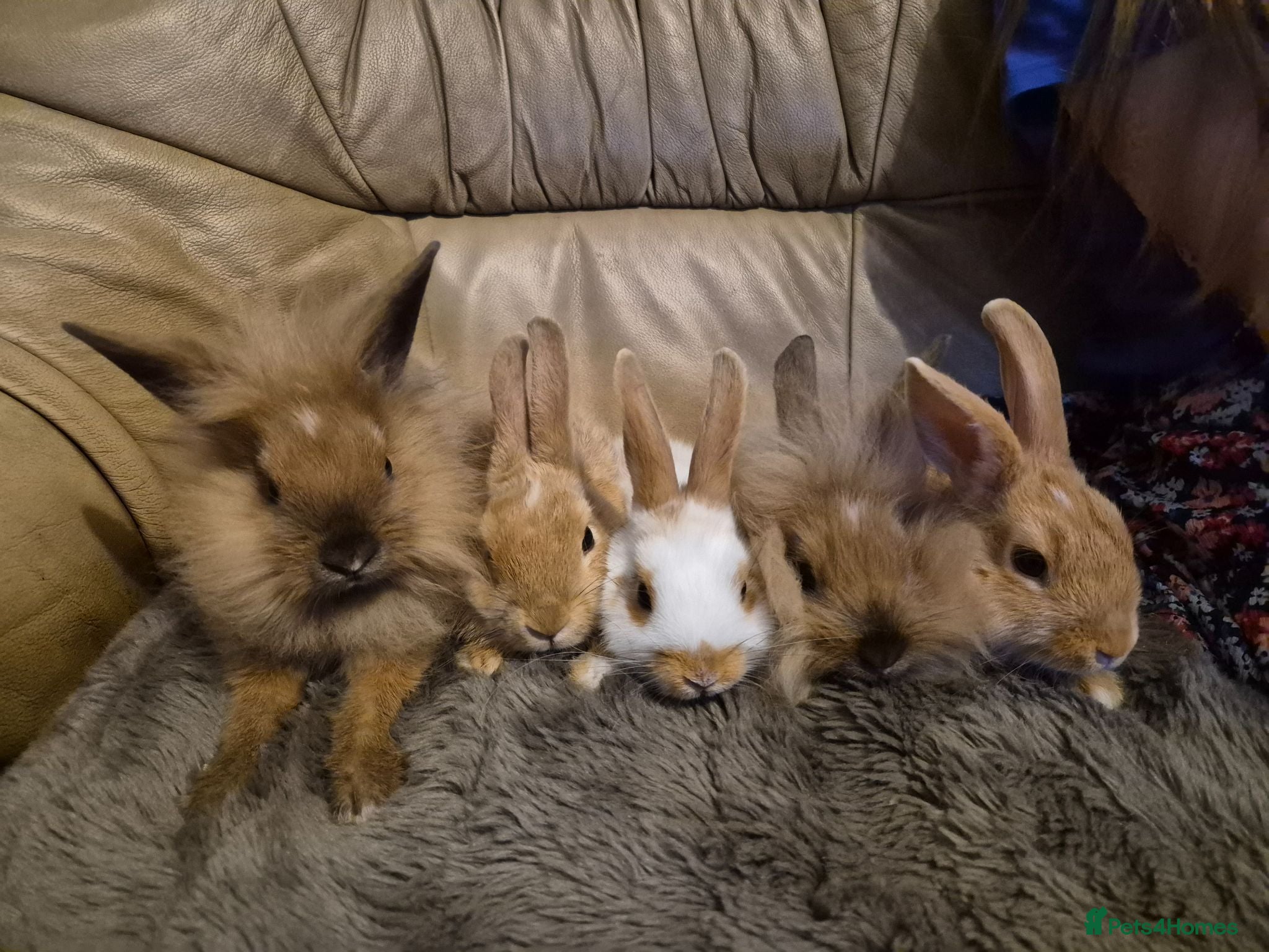 Mixed Breed rabbits 5 Cute Baby Lionhead X Rabbits - Advert 7