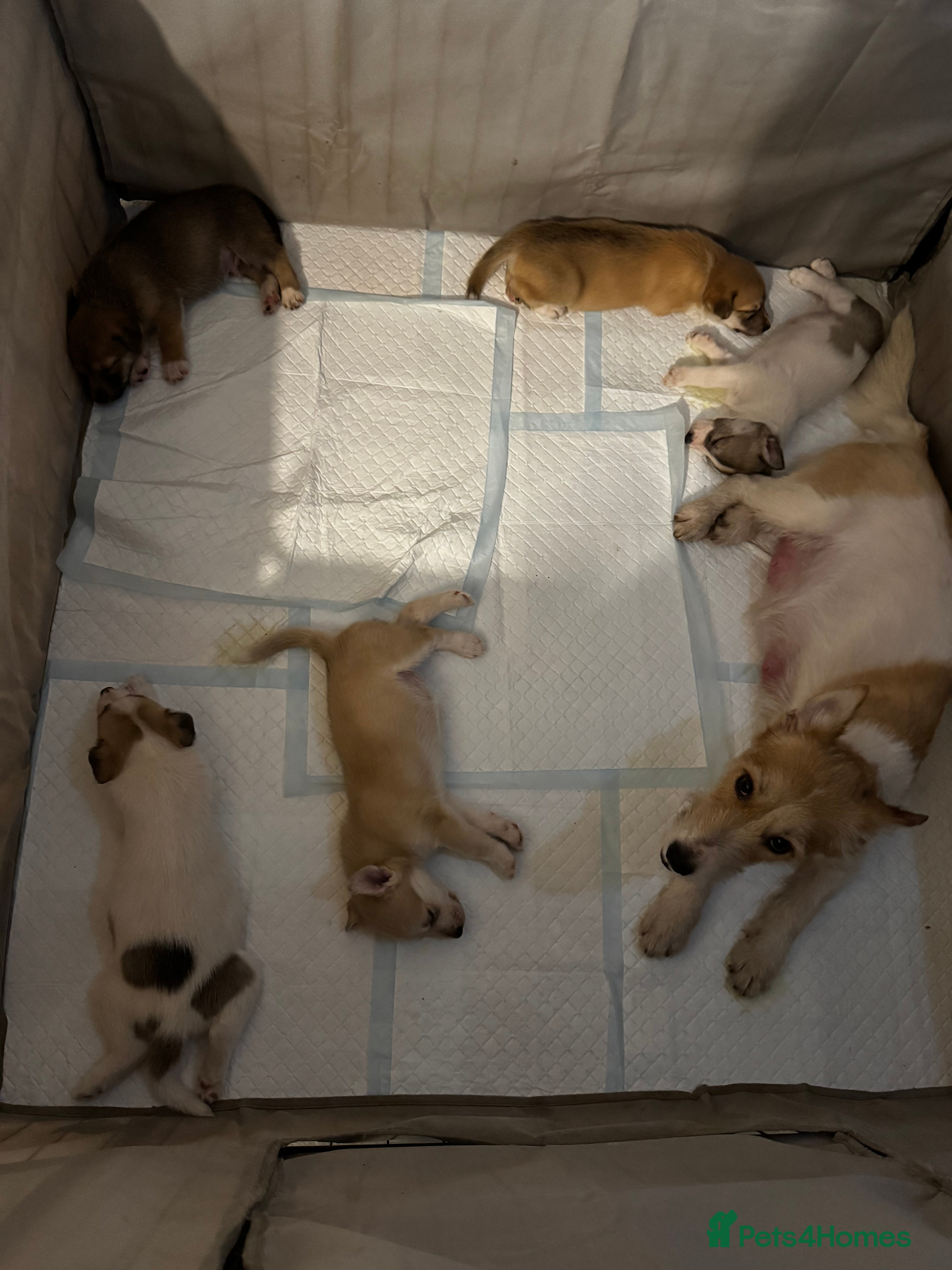 Mixed Breed dogs Mixed breed puppies - Advert 10