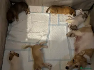 Mixed Breed dogs Mixed breed puppies - Advert 10