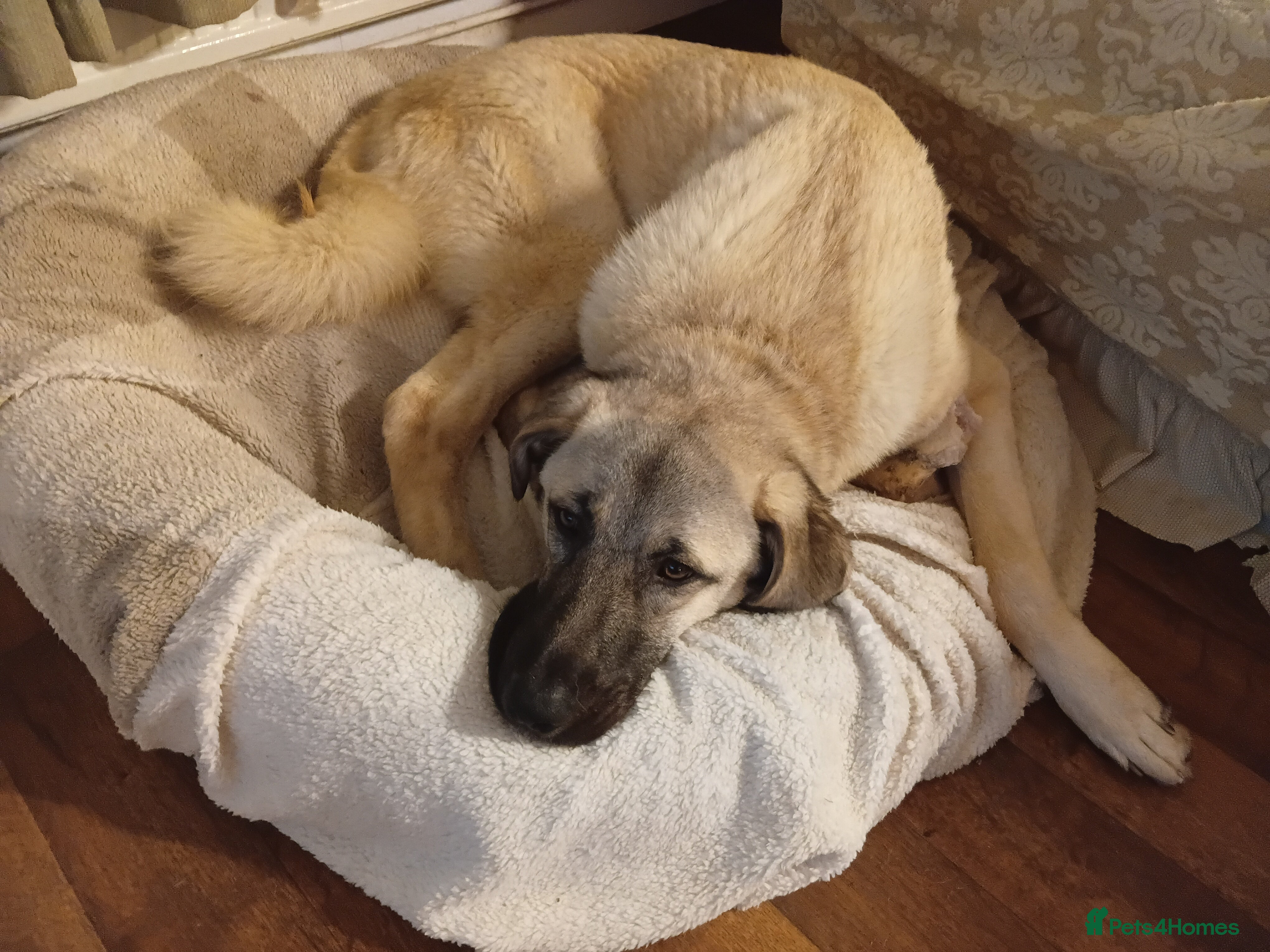 Mixed Breed dogs Livvy. Adorable mixed breed. - Advert 18