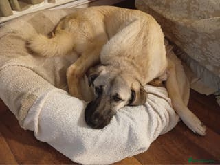 Mixed Breed dogs Livvy. Adorable mixed breed. - Advert 4