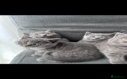 British Shorthair cats for sale: PURE PEDIGREE BSH KITTENS - Image 27