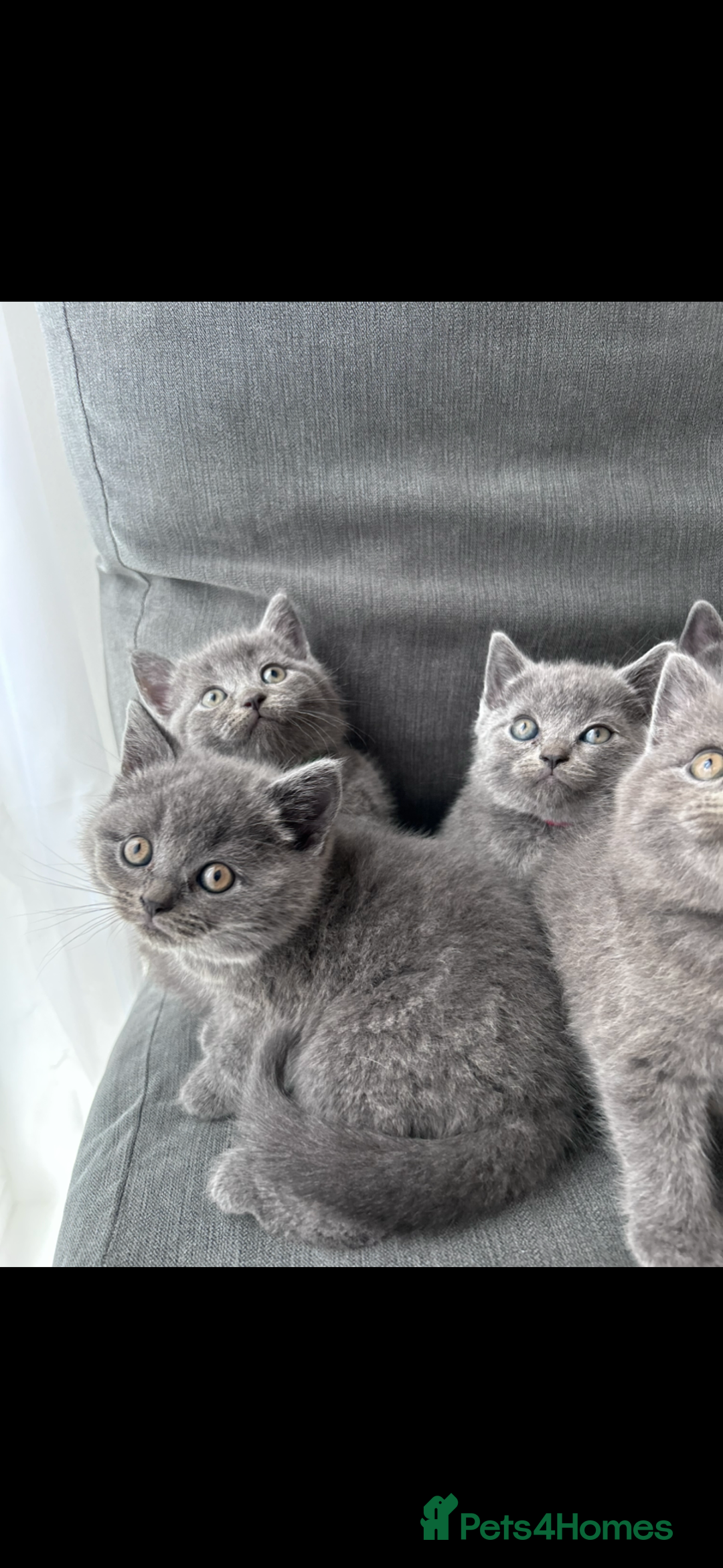 British Shorthair cats for sale: PURE PEDIGREE BSH KITTENS - Image 27